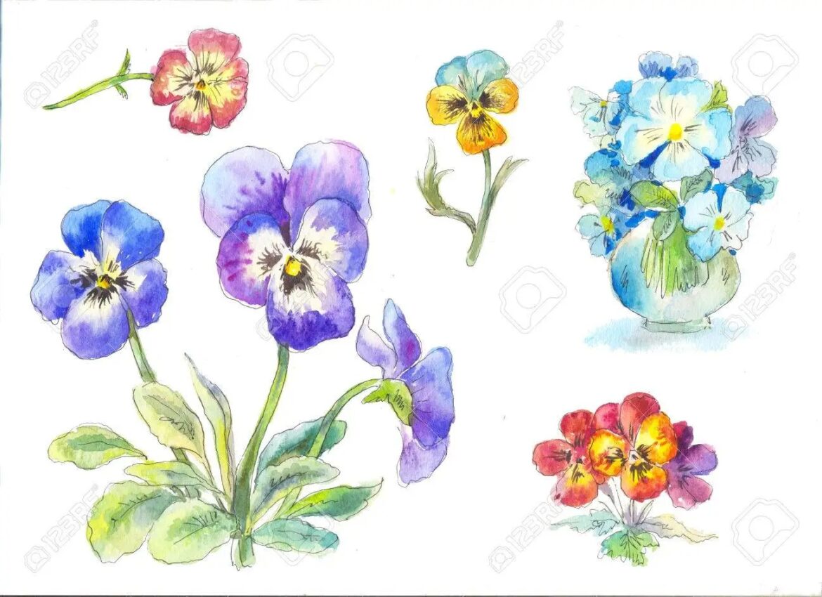 hoa bướm pansy